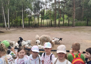Dzieci przed zagrodą z owcami i kozami