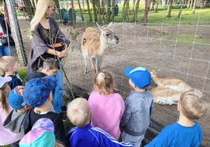 Przedszkolaki oglądają zwierzęta w zoo