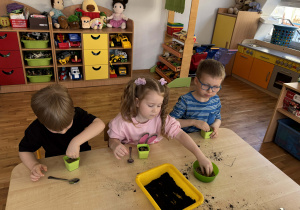 Dzieci sieją owies do doniczek