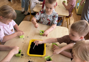 Dzieci sieją owies do doniczek