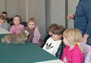 Dzieci zapoznają się z królikiem
