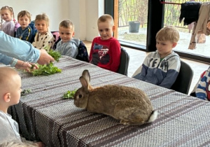 Dzieci oglądają królika
