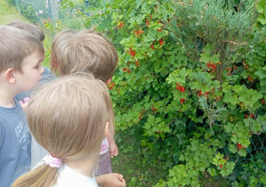 Dzieci oglądają owoce na krzewie