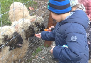 Dzieci z grupy IV karmią owieczki
