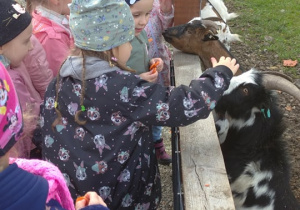 Przedszkolaki dzieci z grupy IV głaszczą i karmią kozy
