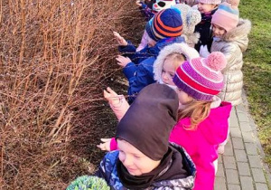 Przedszkolaki szukają pąków na krzewach