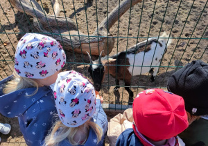 Czworo dzieci z grupy II oglądają kozy