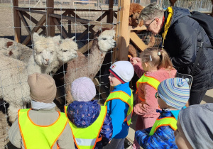 Dzieci z grupy I oglądają i karmią alpaki
