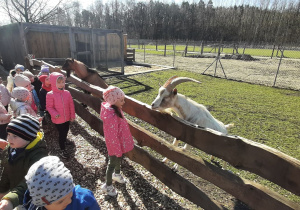 Dzieci z grupy III oglądają kozy