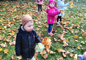 Dzieci z grupy pierwszej zbierają liście