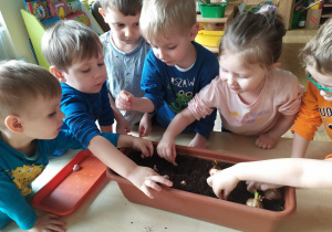 Przedszkolaki wsadzają cebulę i czosnek do ziemi w doniczce