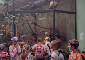 Dzieci oglądają leniwca