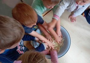 Dzieci mieszają rękami kapustę z marchewką