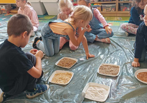 Dzieci oglądają ziarna zbóż