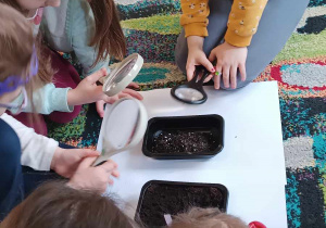 Dzieci z grupy piątej oglądają nasionka przez lupy