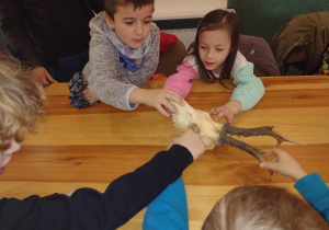 Dzieci z grupy V oglądają czaszkę sarny