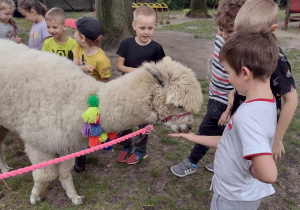 Dzieci karmią alpakę