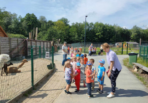 Dzieci oglądają alpaki